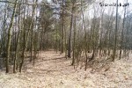 LAS W BOGUMIŁOWIE TANIEJ !!!