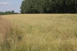DZIAŁKA ROLNA o pow. 60 ar /Kłocko/