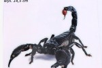 Naklejka PVC Scorpion Uniwersalna Wodoodporna