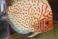 Paletki