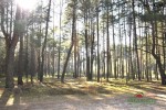 las o pow. 31 ar położony w miejscowości Chojne