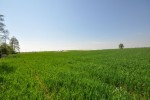 działka rolna 86 ar Dąbrówka gm. Wróblew