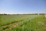 działka budowlana Burzenin - Zarzecze