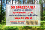 40-letni las sosnowy - 3,34 ha
