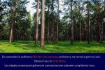 Zadbany las sosnowy - 3,11 ha