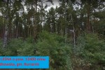 las 1,24 ha - Wola Będkowska